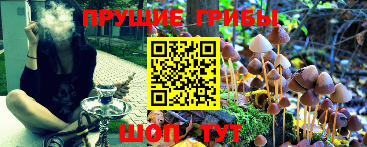 Галлюциногенные грибы прущие грибы  Псилоцибиновые грибы мицелий  Чехов  Вход с VPN 